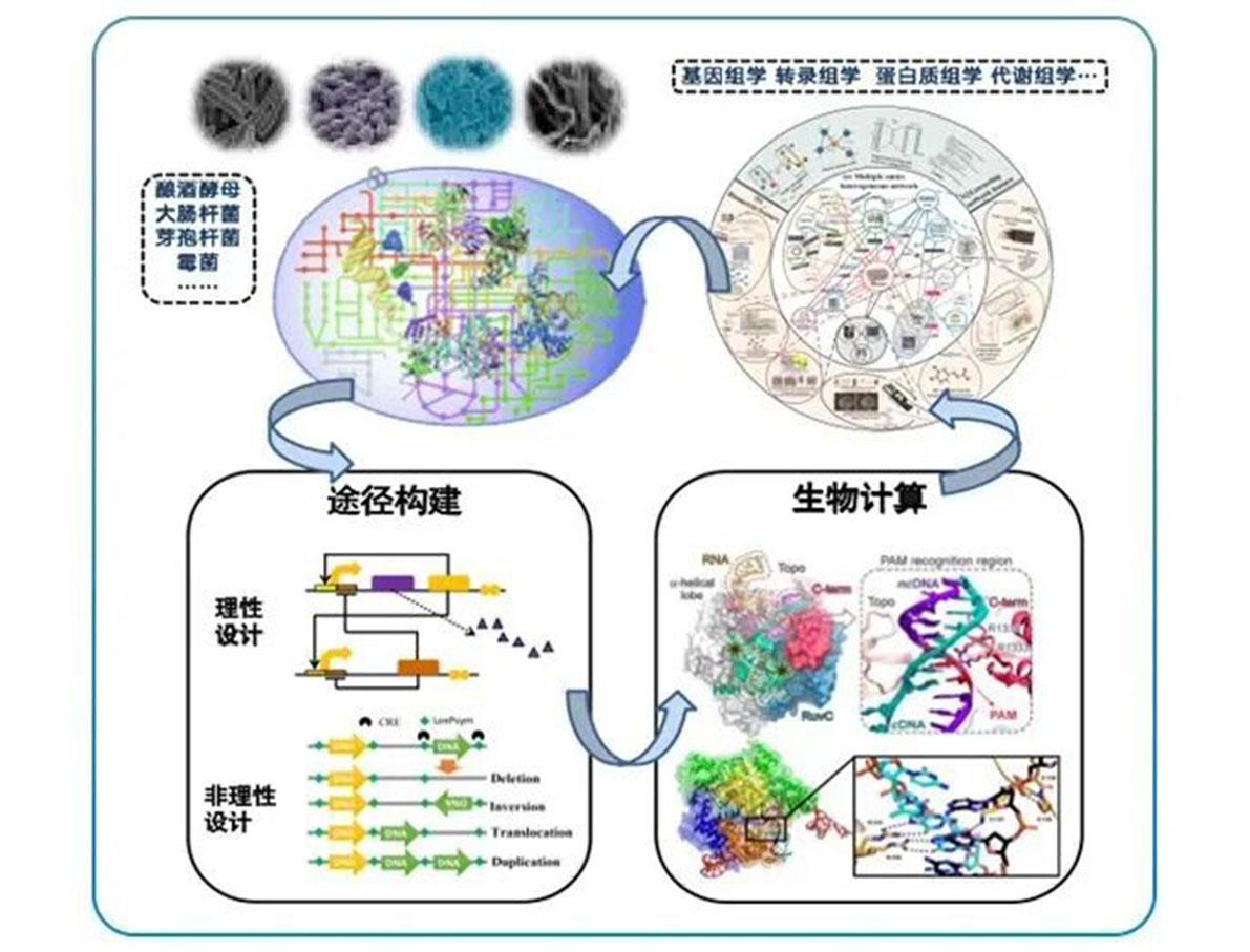 專訪 | 嘉必優(yōu)：立足合成生物學(xué)底層技術(shù) 揚帆生物經(jīng)濟(jì)“藍(lán)海”